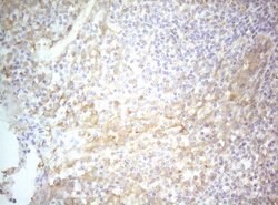TWF1 Monoclonal Antibody (OTI5C12), TrueMAB , OriGene 100 &mu;L; Unconjugated:Antibodies,