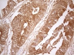 TWF1 Monoclonal Antibody (OTI5C12), TrueMAB , OriGene 100 &mu;L; Unconjugated:Antibodies,