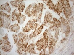 TWF1 Monoclonal Antibody (OTI5C12), TrueMAB , OriGene 100 &mu;L; Unconjugated:Antibodies,