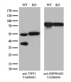 TWF1 Monoclonal Antibody (OTI6C11), TrueMAB , OriGene:Antibodies:Primary