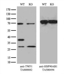 TWF1 Mouse anti-Human, Clone: OTI10E6, lyophilized, TrueMAB 100 &mu;g;