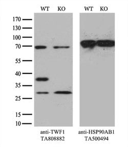 TWF1 Monoclonal Antibody (OTI10E6), TrueMAB , OriGene:Antibodies:Primary