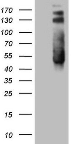 TWF1 Monoclonal Antibody (OTI5C12), TrueMAB , OriGene 100 &mu;L; Unconjugated:Antibodies,