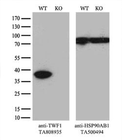 TWF1 Monoclonal Antibody (OTI5C12), TrueMAB , OriGene 100 &mu;L; Unconjugated:Antibodies,
