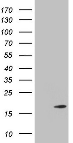 TWIST2 Mouse anti-Human, Clone: OTI6H10, lyophilized, TrueMAB 100 &mu;g;