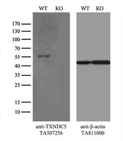 TXNDC5 Monoclonal Antibody (OTI1E2), TrueMAB , OriGene:Antibodies:Primary