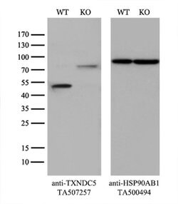 TXNDC5 Monoclonal Antibody (OTI1D4), TrueMAB , OriGene 30 &mu;L | Buy Online | Origene Technologies | Fisher Scientific