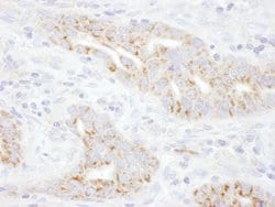 TXNIP Rabbit anti-Human, Polyclonal, Bethyl Laboratories 10 &mu;L; Unconjugated:Antibodies,