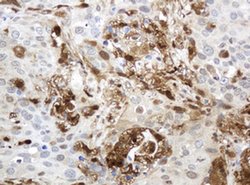 TYMP Mouse anti-Human, Clone: OTI1E7, liquid, TrueMAB 100 &mu;L; Unconjugated:Antibodies,
