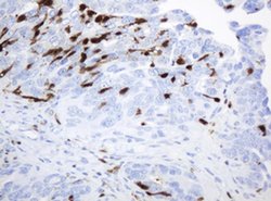 TYMP Mouse anti-Human, Clone: OTI1E7, liquid, TrueMAB 100 &mu;L; Unconjugated:Antibodies,