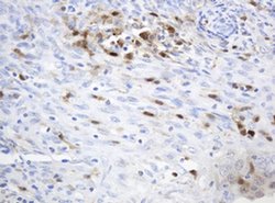 TYMP Mouse anti-Human, Clone: OTI1E7, liquid, TrueMAB 100 &mu;L; Unconjugated:Antibodies,