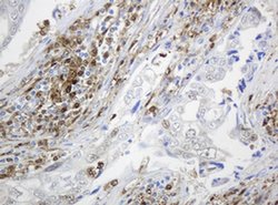 TYMP Mouse anti-Human, Clone: OTI1E7, liquid, TrueMAB 100 &mu;L; Unconjugated:Antibodies,