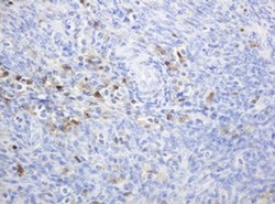 TYMP Mouse anti-Human, Clone: OTI1E7, liquid, TrueMAB 100 &mu;L; Unconjugated:Antibodies,