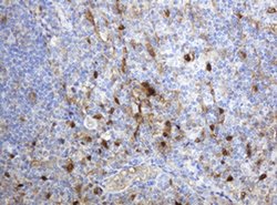 TYMP Mouse anti-Human, Clone: OTI1E7, liquid, TrueMAB 100 &mu;L; Unconjugated:Antibodies,