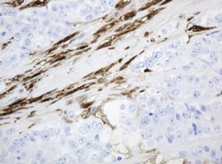 TYMP Mouse anti-Human, Clone: OTI1E7, liquid, TrueMAB 100 &mu;L; Unconjugated:Antibodies,