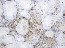TYMP Mouse anti-Human, Clone: OTI1E7, liquid, TrueMAB 100 &mu;L; Unconjugated:Antibodies,
