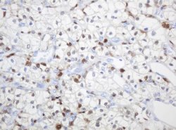 TYMP Mouse anti-Human, Clone: OTI1E7, liquid, TrueMAB 100 &mu;L; Unconjugated:Antibodies,