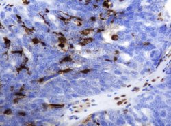 TYMP Mouse anti-Human, Clone: OTI1H7, lyophilized, TrueMAB 100 &mu;g; Unconjugated:Antibodies,