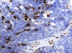 TYMP Monoclonal Antibody (OTI1H7), TrueMAB , OriGene:Antibodies:Primary