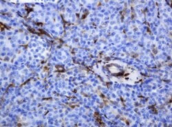 TYMP Mouse anti-Human, Clone: OTI1H7, lyophilized, TrueMAB 100 &mu;g; Unconjugated:Antibodies,