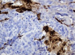 TYMP Mouse anti-Human, Clone: OTI1H7, lyophilized, TrueMAB 100 &mu;g; Unconjugated:Antibodies,