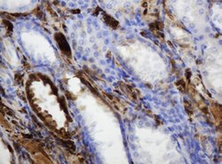 TYMP Mouse anti-Human, Clone: OTI1H7, lyophilized, TrueMAB 100 &mu;g; Unconjugated:Antibodies,