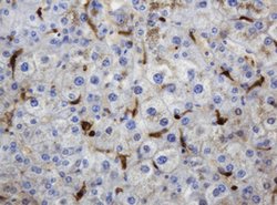 TYMP Mouse anti-Human, Clone: OTI1H7, lyophilized, TrueMAB 100 &mu;g; Unconjugated:Antibodies,