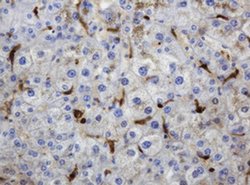 TYMP Monoclonal Antibody (OTI1H7), TrueMAB , OriGene 100 &mu;L; Unconjugated:Antibodies,