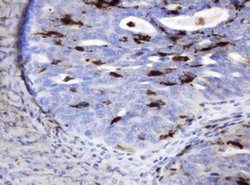 TYMP Mouse anti-Human, Clone: OTI7A6, lyophilized, TrueMAB 100 &mu;g; Unconjugated:Antibodies,
