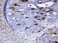 TYMP Monoclonal Antibody (OTI7A6), TrueMAB , OriGene:Antibodies:Primary