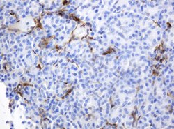 TYMP Mouse anti-Human, Clone: OTI7A6, lyophilized, TrueMAB 100 &mu;g; Unconjugated:Antibodies,