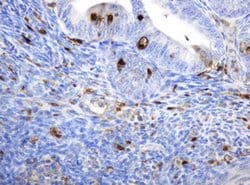 TYMP Mouse anti-Human, Clone: OTI7A6, lyophilized, TrueMAB 100 &mu;g; Unconjugated:Antibodies,