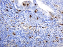 TYMP Monoclonal Antibody (OTI7A6), TrueMAB , OriGene:Antibodies:Primary