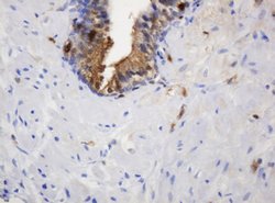 TYMP Mouse anti-Human, Clone: OTI7A6, lyophilized, TrueMAB 100 &mu;g; Unconjugated:Antibodies,