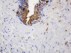 TYMP Monoclonal Antibody (OTI7A6), TrueMAB , OriGene 30 &mu;L; Unconjugated:Antibodies,