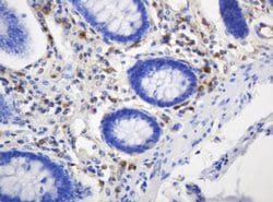 TYMP Mouse anti-Human, Clone: OTI7A6, lyophilized, TrueMAB 100 &mu;g; Unconjugated:Antibodies,