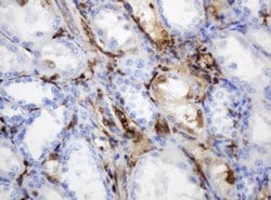 TYMP Mouse anti-Human, Clone: OTI7A6, lyophilized, TrueMAB 100 &mu;g; Unconjugated:Antibodies,