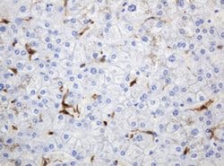 TYMP Monoclonal Antibody (OTI7A6), TrueMAB , OriGene 30 &mu;L; Unconjugated:Antibodies,