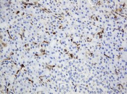 TYMP Mouse anti-Human, Clone: OTI7B4, lyophilized, TrueMAB 100 &mu;g; Unconjugated:Antibodies,