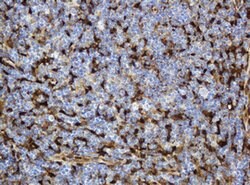 TYMP Mouse anti-Human, Clone: OTI7B4, lyophilized, TrueMAB 100 &mu;g; Unconjugated:Antibodies,