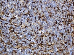 TYMP Monoclonal Antibody (OTI7B4), TrueMAB , OriGene 100 &mu;L; Unconjugated:Antibodies,
