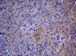 TYMS Monoclonal Antibody (OTI10F12), TrueMAB , OriGene 100 &mu;L; Unconjugated:Antibodies,