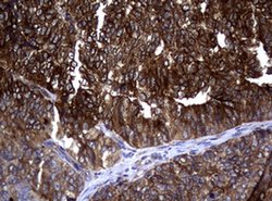 TYMS Monoclonal Antibody (OTI10F12), TrueMAB , OriGene 100 &mu;L; Unconjugated:Antibodies,