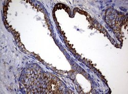 TYMS Monoclonal Antibody (OTI10F12), TrueMAB , OriGene 100 &mu;L; Unconjugated:Antibodies,