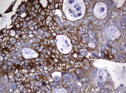TYMS Monoclonal Antibody (OTI10F12), TrueMAB , OriGene 100 &mu;L; Unconjugated:Antibodies,