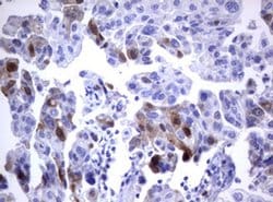 TYMS Monoclonal Antibody (OTI5H8), TrueMAB , OriGene:Antibodies:Primary