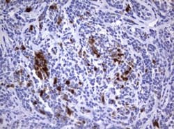 TYMS Monoclonal Antibody (OTI5H8), TrueMAB , OriGene 100 &mu;L; Unconjugated:Antibodies,