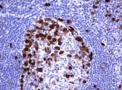 TYMS Monoclonal Antibody (OTI5H8), TrueMAB , OriGene 100 &mu;L; Unconjugated:Antibodies,