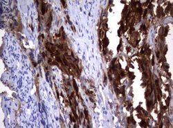 TYMS Mouse anti-Human, Clone: OTI1B1, lyophilized, TrueMAB 100 &mu;g; Unconjugated:Antibodies,