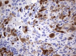 TYMS Mouse anti-Human, Clone: OTI1B1, lyophilized, TrueMAB 100 &mu;g; Unconjugated:Antibodies,